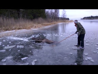 a swedish couple rescued an elk that fell through the ice