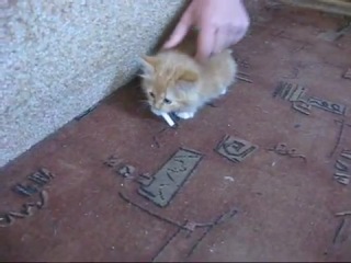 funny. how to wean a cat from cigarettes? funny video