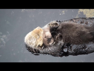 otter and baby