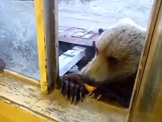 the bear came to visit - this is russia baby